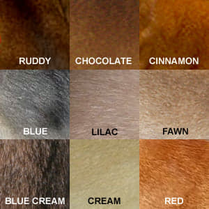 Aby Breed Info – Abyssinian Cats of Grape Arbor