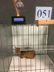 Loki 3rd Best kitten!