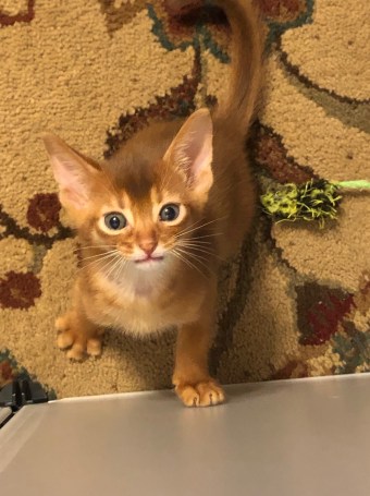 Fantasy's sorrel kitten