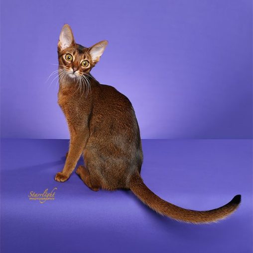 GRC Heru’s Fantasy of GrapeArbor