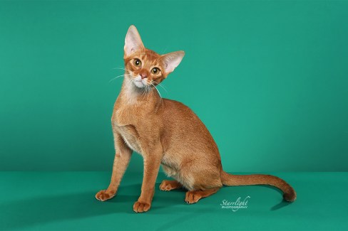 Bearbrook Stella Rosa of GrapeArbor