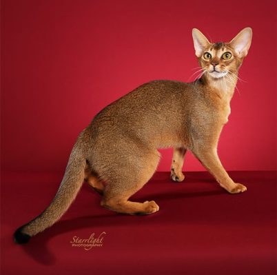 Orlandove Jade of GrapeArbor