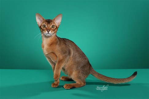 GrapeArbor Joie Deviver