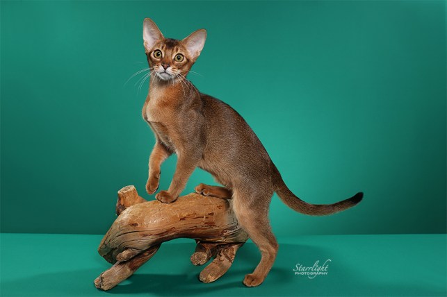 GrapeArbor Joie Deviver