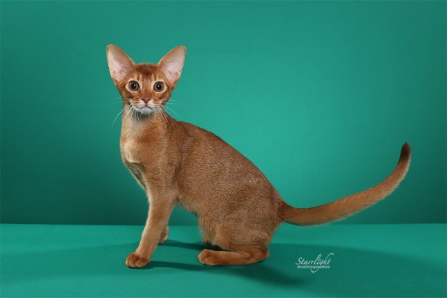 GrapeArbor Morning Song