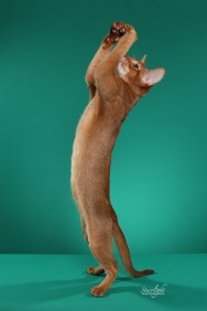 GrapeArbor Morning Song