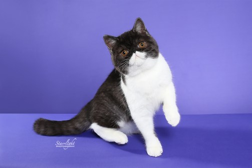 IKittyCats Abby May of GrapeArbor