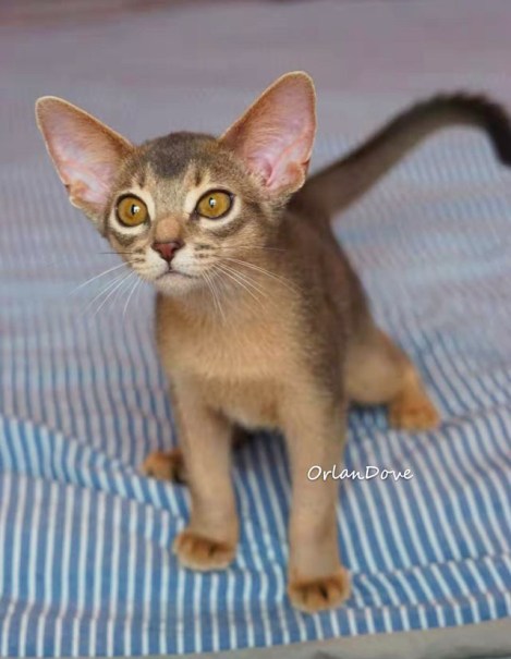 Orlandove Indigo Blue of GrapeArbor