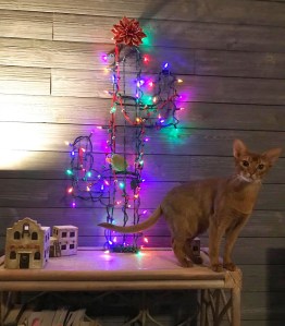 GrapeArbor boy enjoying Christmas tree