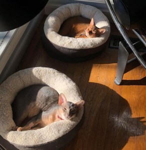 GrapeArbor boys soaking up sun