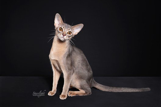 Orlandove IndigoBlu of GrapeArbor