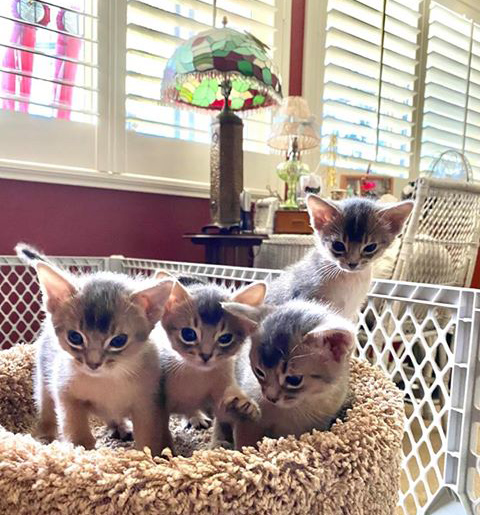 Maybe Baby kittens at 8 weeks