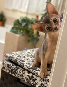 Milo - Cute GrapeArbor kitten