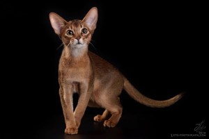 GrapeArbor Poison Ivey