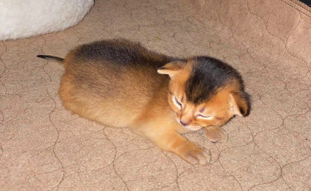 Ruddy Aby boy kitten