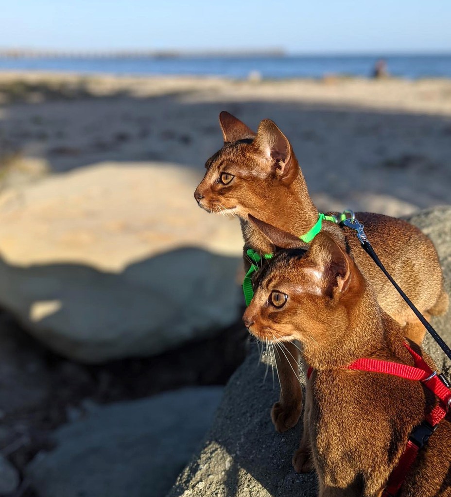 Grape arbor aby girls, photo by owner A. Ravi