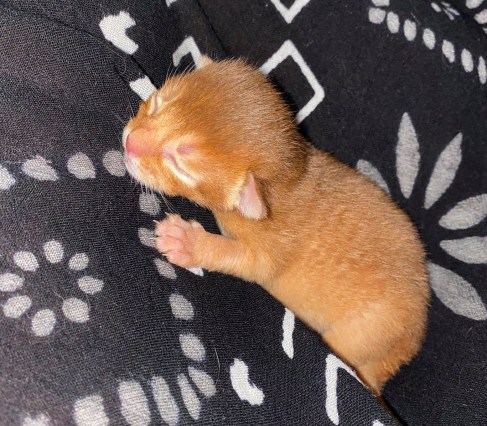 Sorrel girl Aby kitten