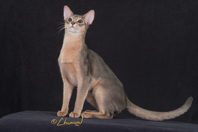 Grapearbor Blue Savoy ( Bubba)