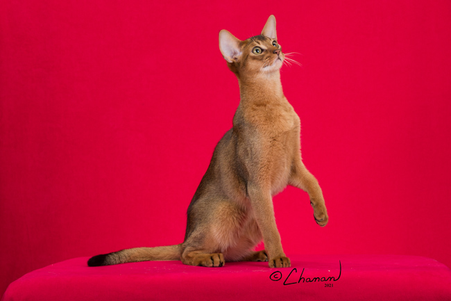 Grapearbor Gentleman Jack