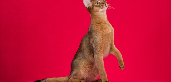 Grapearbor Gentleman Jack