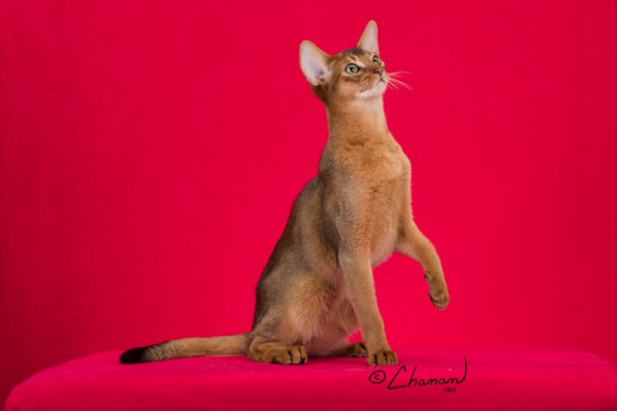 Grapearbor Gentleman Jack