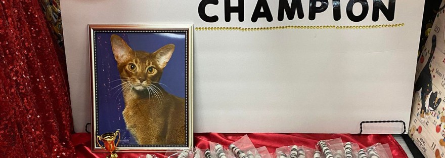 Pistol Pete supreme party