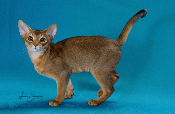 GrapeArbor Nailah of Mywish