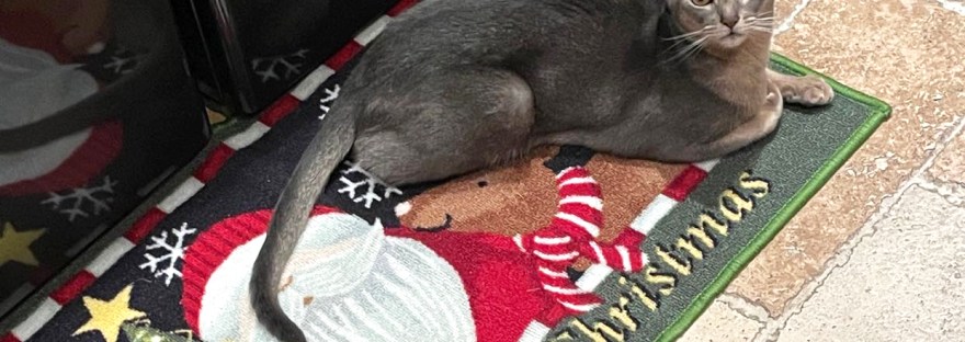 Romeo Russo wishing us merry Christmas