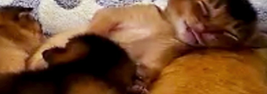 Kitten sleeping peacefully