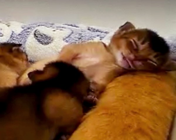 Kitten sleeping peacefully