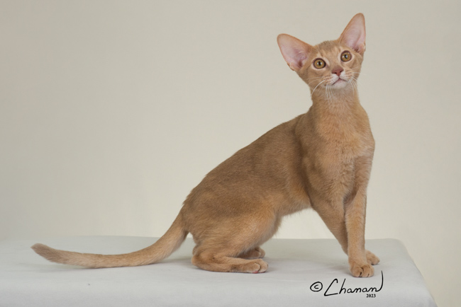 GrapeArbor Mojave Sunset