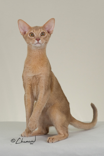 GrapeArbor Mojave Sunset