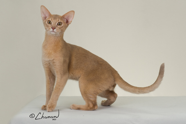 GrapeArbor Mojave Sunset