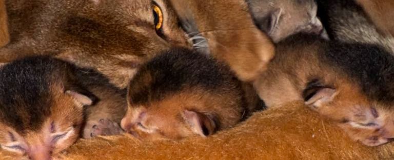 jazmine's new litter