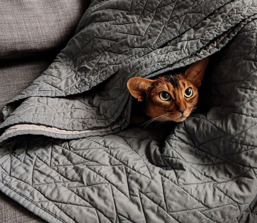 Kiwi and Lychee relaxing – Abyssinian Cats of Grape Arbor
