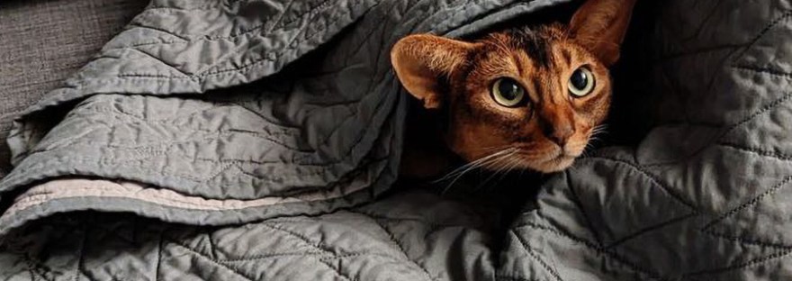 Kiwi and Lychee - Abys