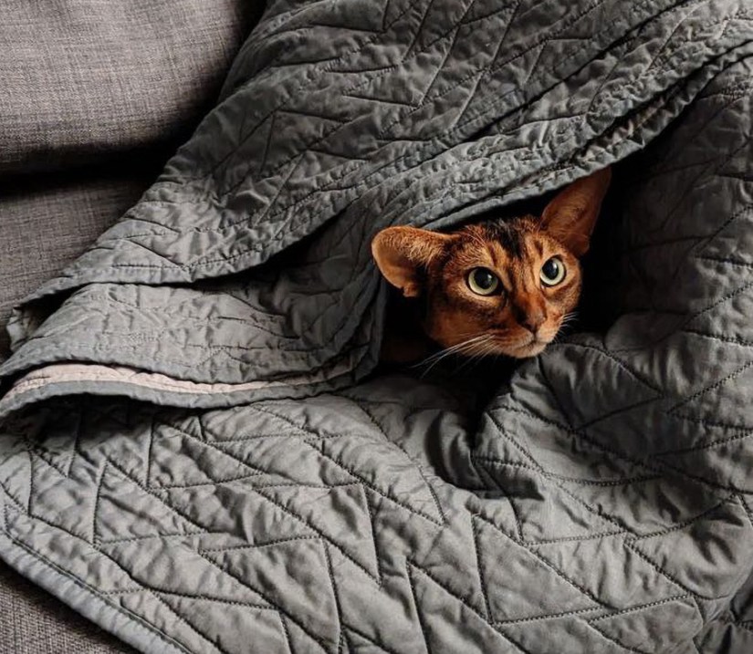 Kiwi and Kimchi - Abys