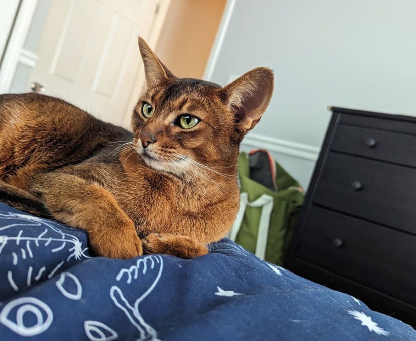 Kiwi and Kimchi - Abys