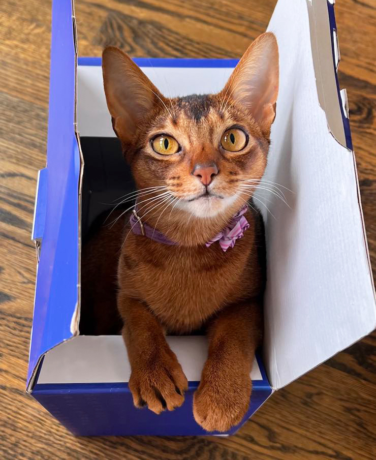 GrapeArbor Caramel living in San Fran