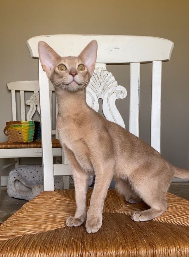 GrapeArbor Abys "Chase"