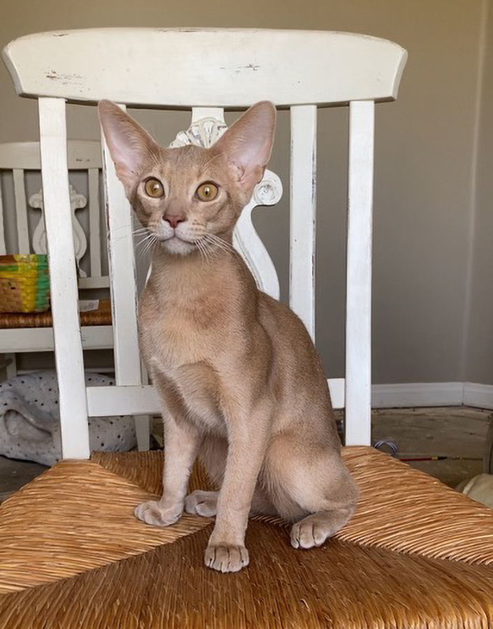 GrapeArbor Abys "Chase"