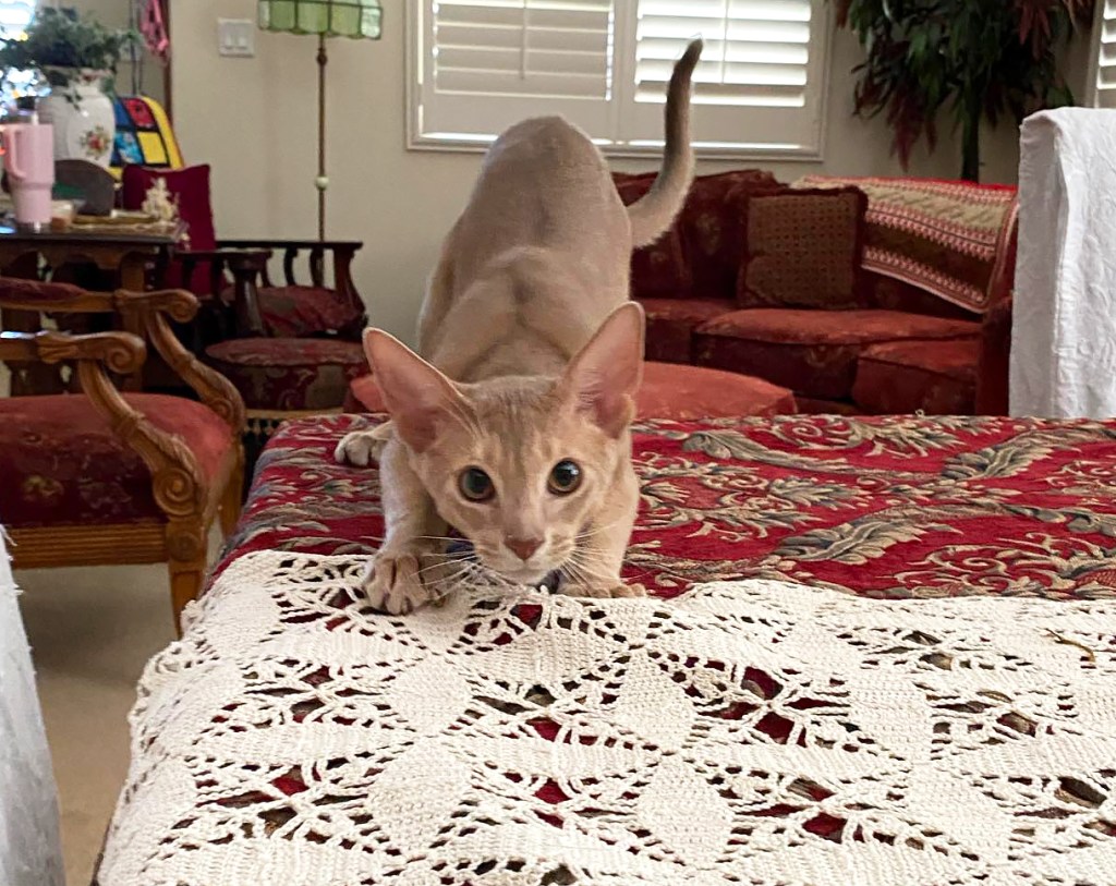 GrapeArbor Abys "Chase"