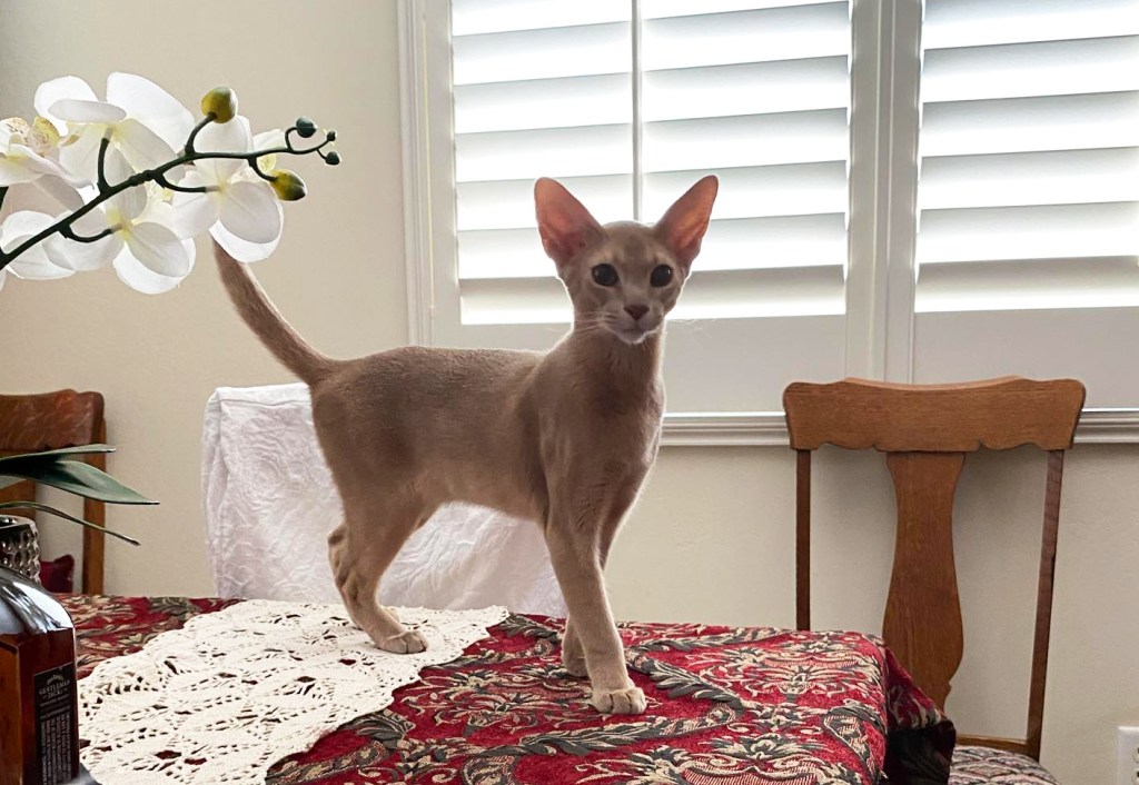 GrapeArbor Abys "Chase"