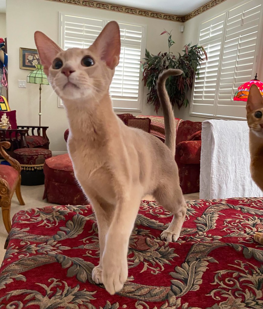 GrapeArbor Abys "Chase"