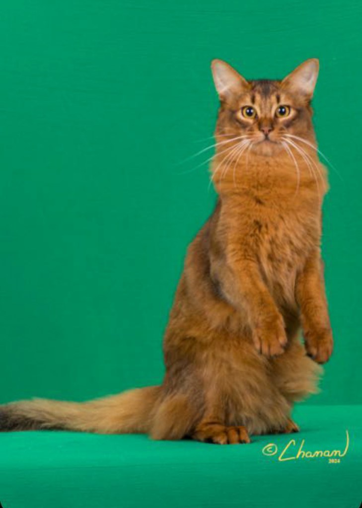 Orlandove Bellamy of GrapeArbor