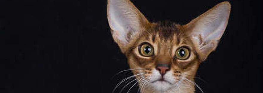 Grapearbor Bad Boy Extreme