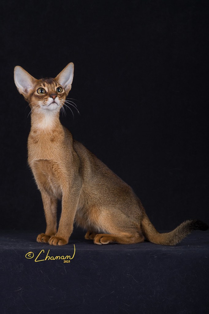 Grapearbor Bad Boy Extreme