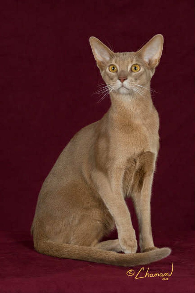 GrapeArbor Chase Me Down