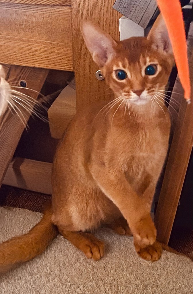 RW GrapeArbor Ch Ch Cherry Bomb