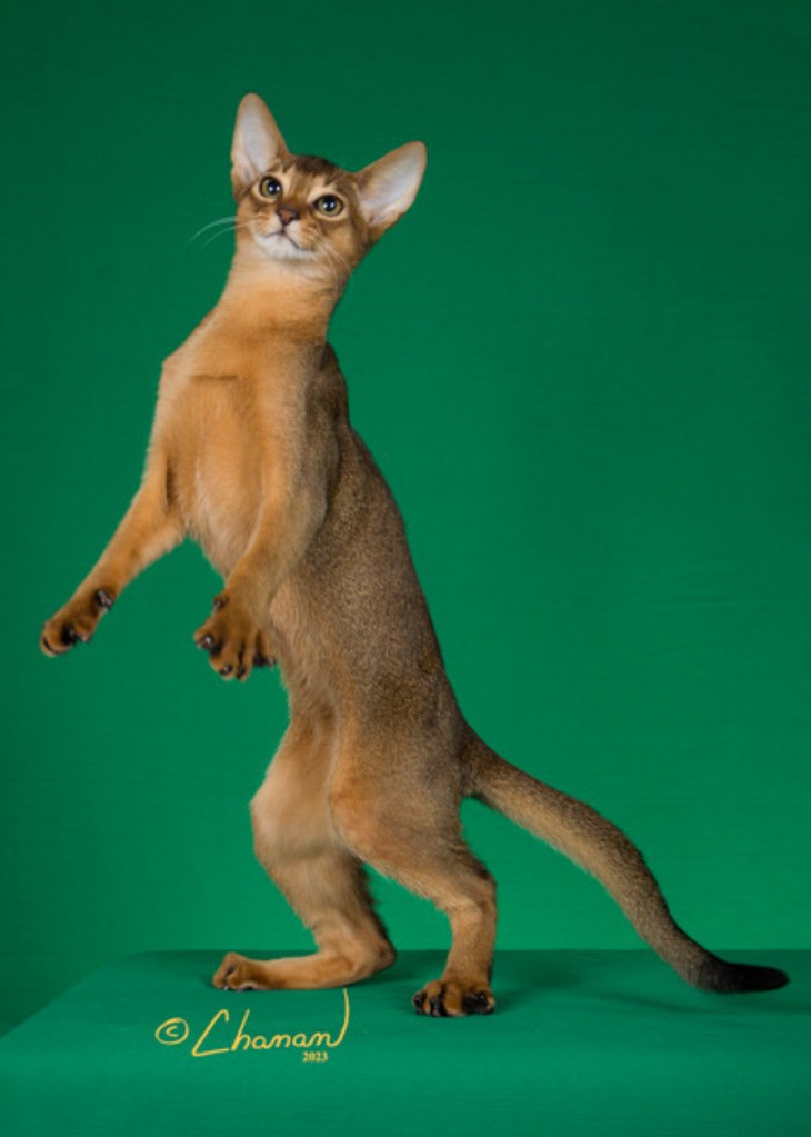 Grapearbor Rowdy Wrangler